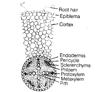 NCERT Exemplar Solutions for Class 11 Biology Chapter 6 Anatomy of Flowering Plants 1.3