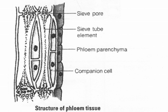 NCERT Exemplar Solutions for Class 11 Biology Chapter 6 Anatomy of Flowering Plants 1.7