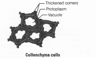 NCERT Exemplar Solutions for Class 11 Biology Chapter 6 Anatomy of Flowering Plants 1.9