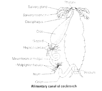 NCERT Exemplar Solutions for Class 11 Biology Chapter 7 Structural Organization in Animals 1.7