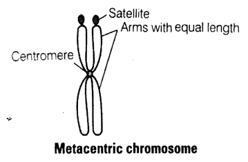 NCERT Exemplar Solutions for Class 11 Biology Chapter 8 Cell The Unit of Life 1.1