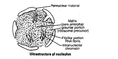 NCERT Exemplar Solutions for Class 11 Biology Chapter 8 Cell The Unit of Life 1.3