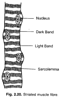 NCERT Exemplar Solutions for Class 9 Science Chapter 6 Tissues image - 10