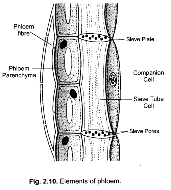 NCERT Exemplar Solutions for Class 9 Science Chapter 6 Tissues image - 4