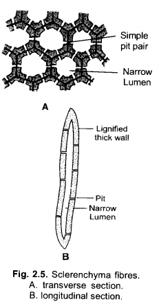 NCERT Exemplar Solutions for Class 9 Science Chapter 6 Tissues image - 7