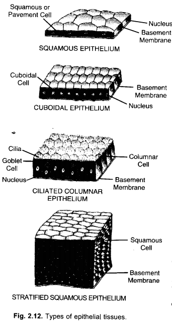 NCERT Exemplar Solutions for Class 9 Science Chapter 6 Tissues image - 9