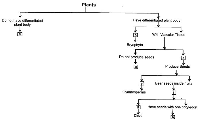 NCERT Exemplar Solutions for Class 9 Science Chapter 7 Diversity in Living Organisms image - 4