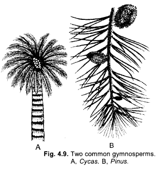 NCERT Exemplar Solutions for Class 9 Science Chapter 7 Diversity in Living Organisms image - 6