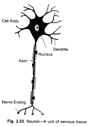 NCERT Solutions for Class 9 Science Chapter 6 Tissues image - 4