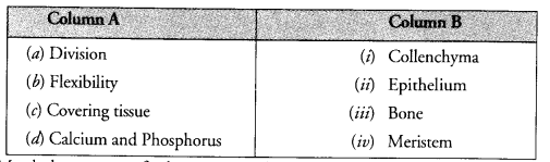 NCERT Solutions for Class 9 Science Chapter 6 Tissues image - 6