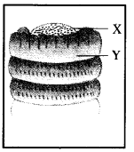 NCERT Solutions for Class 9 Science Chapter 7 Diversity in Living Organisms image - 3