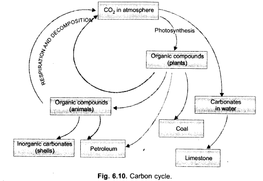 Natural Resources Class 9 Important Questions Science Chapter 14 image - 11