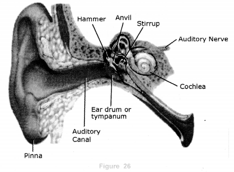 Sound Class 9 Important Questions Science Chapter 12 image - 17