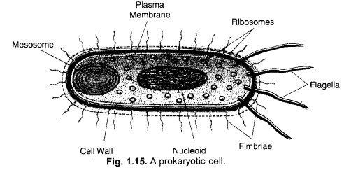 The Fundamental Unit of Life Class 9 Important Questions Science Chapter 5 image - 15