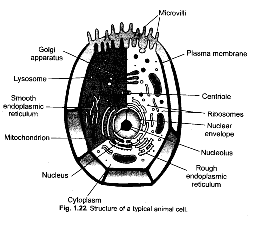 The Fundamental Unit of Life Class 9 Important Questions Science Chapter 5 image - 17