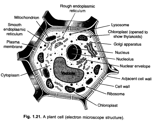 The Fundamental Unit of Life Class 9 Important Questions Science Chapter 5 image - 18