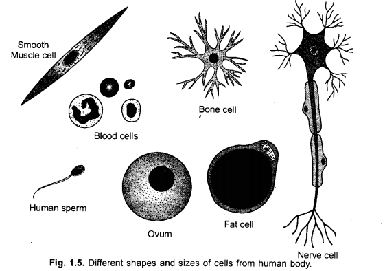 The Fundamental Unit of Life Class 9 Important Questions Science Chapter 5 image - 20