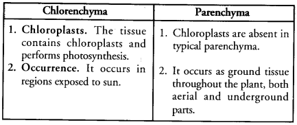 Tissues Class 9 Important Questions Science Chapter 6 image - 13