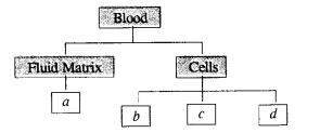 Tissues Class 9 Important Questions Science Chapter 6 image - 16