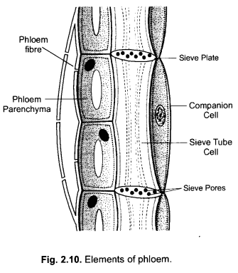 Tissues Class 9 Important Questions Science Chapter 6 image - 17