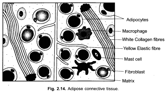 Tissues Class 9 Important Questions Science Chapter 6 image - 25