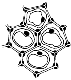 Tissues Class 9 Important Questions Science Chapter 6 image - 28