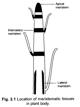 Tissues Class 9 Important Questions Science Chapter 6 image - 29