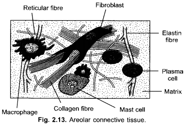 Tissues Class 9 Important Questions Science Chapter 6 image - 30