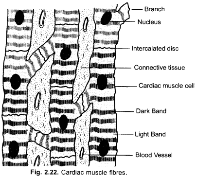 Tissues Class 9 Important Questions Science Chapter 6 image - 33