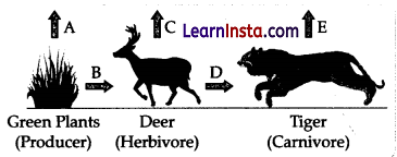 CBSE Sample Papers for Class 10 Science Set 2 with Solutions 9