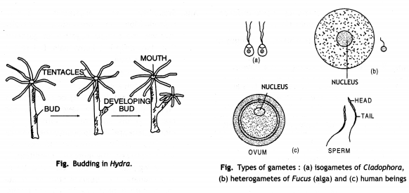 Class 12 Biology Important Questions Chapter 1 Reproduction in Organisms 4