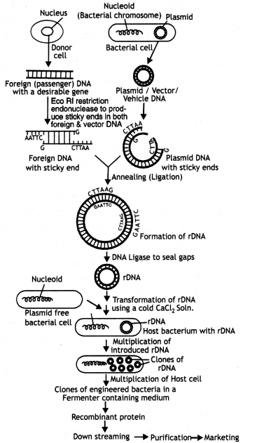 Class 12 Biology Important Questions Chapter 11 Biotechnology 1