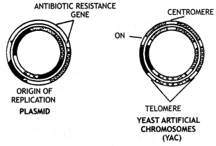 Class 12 Biology Important Questions Chapter 11 Biotechnology 3