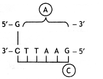 Class 12 Biology Important Questions Chapter 11 Biotechnology 4