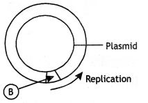 Class 12 Biology Important Questions Chapter 11 Biotechnology 5