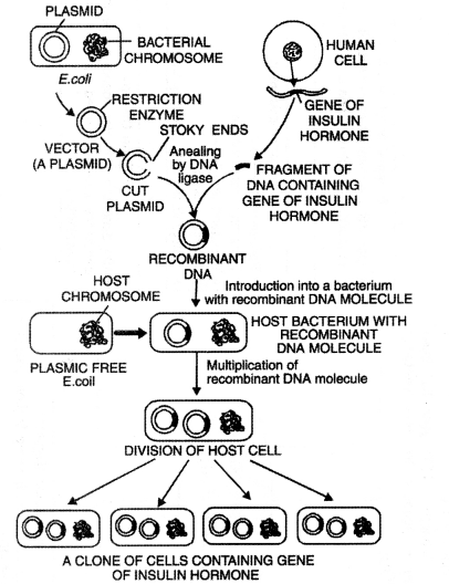 Class 12 Biology Important Questions Chapter 12 Biotechnology and its Applications 4