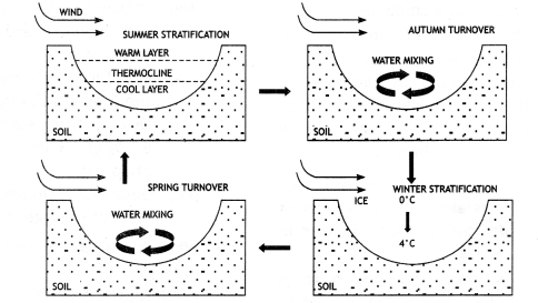 Class 12 Biology Important Questions Chapter 13 Organisms and Populations 1