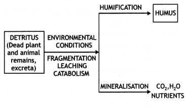 Class 12 Biology Important Questions Chapter 14 Ecosystem 1