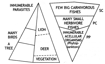 Class 12 Biology Important Questions Chapter 14 Ecosystem 10