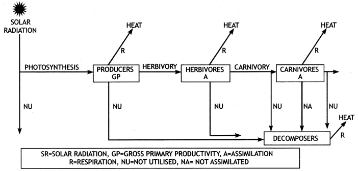 Class 12 Biology Important Questions Chapter 14 Ecosystem 11