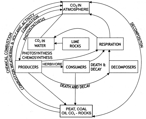 Class 12 Biology Important Questions Chapter 14 Ecosystem 12