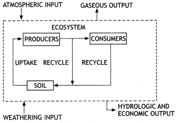 Class 12 Biology Important Questions Chapter 14 Ecosystem 4