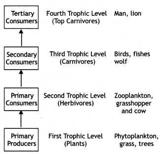 Class 12 Biology Important Questions Chapter 14 Ecosystem 5