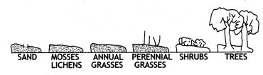 Class 12 Biology Important Questions Chapter 14 Ecosystem 7