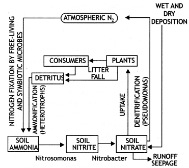 Class 12 Biology Important Questions Chapter 14 Ecosystem 8