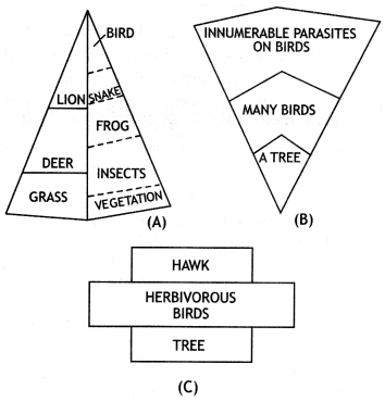 Class 12 Biology Important Questions Chapter 14 Ecosystem 9