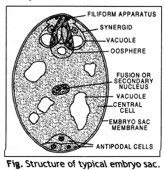 Class 12 Biology Important Questions Chapter 2 Sexual Reproduction in Flowering Plants 10