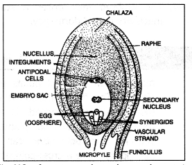 Class 12 Biology Important Questions Chapter 2 Sexual Reproduction in Flowering Plants 11