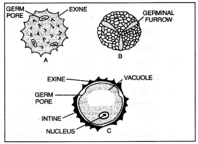 Class 12 Biology Important Questions Chapter 2 Sexual Reproduction in Flowering Plants 12