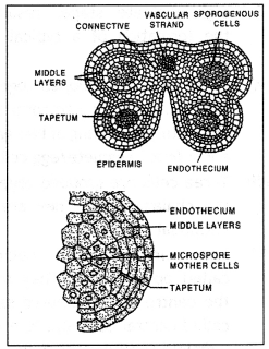 Class 12 Biology Important Questions Chapter 2 Sexual Reproduction in Flowering Plants 13